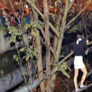 美国一场婚礼上树倒砸人致1死5伤 婚礼变葬礼