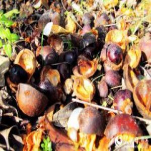 高清组图：丹江口市双龙堰千亩油茶助民增收