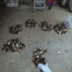 2名男子架网诱捕麻雀6000只 多流向广东餐馆