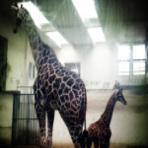 成都动物园混血长颈鹿“小公举”满月 身高达2.2米