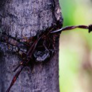 铁丝勒进“肉” 西安168棵女贞树盼“松绑”