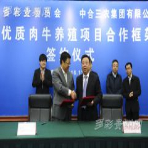 贵州将打造肉牛养殖深加工综合产业园 3年引进10万头青年母牛