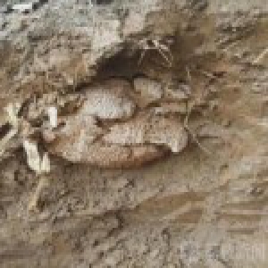 江苏镇江为治白蚁掘地三尺 生擒25岁巨大蚁后