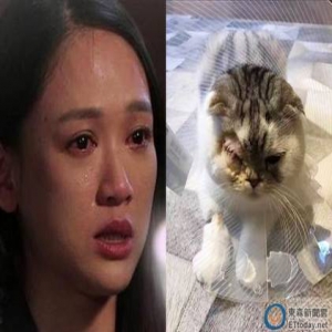心疼！陈乔恩缺席爱猫开刀 流泪面对黑粉谩骂