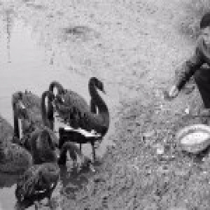 迁徙的黑天鹅留宿海岛 村民热情招待几天胖了一圈