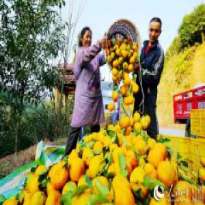 广西龙胜：甜蜜柑橘富山乡
