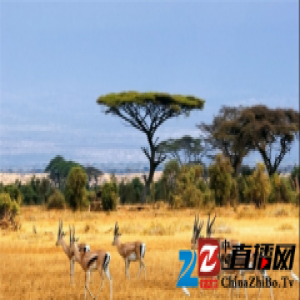 大卫地板 领略非洲印象的神秘