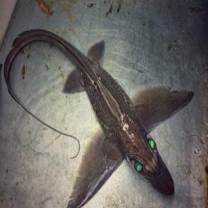 长相惊人的深海怪鱼被误认为是来自外星球