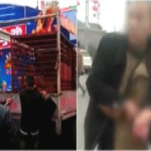 男子把手伸进马戏团铁笼 被老虎咬伤