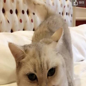 因为有了它，田亮的家庭地位恐怕是保不住了…