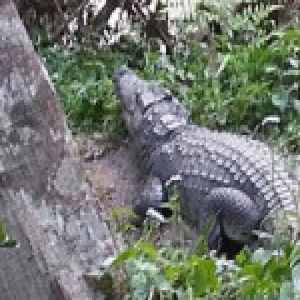 法国女游客在泰国同鳄鱼自拍 被咬伤大腿