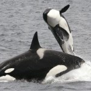全球已知最老杀人鲸恐已去世 年龄超过100岁