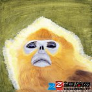 盘点猴年最受关注的6只神农架金丝猴