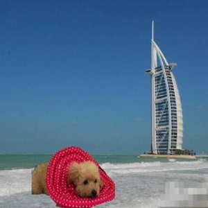 Selina晒带爱犬"游玩照" 网友：狗的尾巴都被P没了