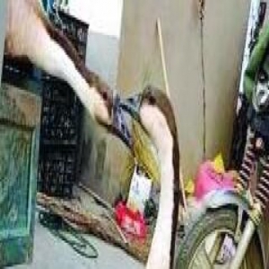 鸿雁离别与伴侣对望亲吻 主人被感动决定不卖了