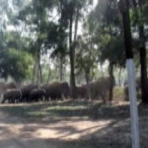 印度60只大象迷路进村 损毁25栋房屋被驱逐