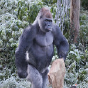 英国动物园吃货猩猩严寒中提麻袋觅食