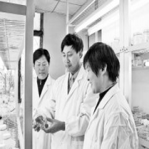 河南省农科院科研团队绘出世界首张芝麻分子遗传图谱