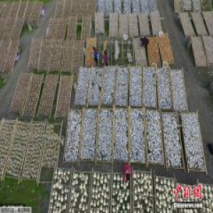 浙江温州千吨级鱼干晾晒 场面壮观