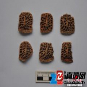 西周都城镐京遗址首次出土12块鳄鱼骨板