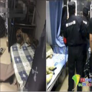 大学保安打残流浪狗扔下楼 校方：学生被咬驱赶无效