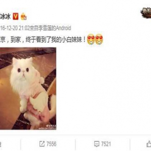李晨半夜晒范冰冰爱猫 却被网友发现…