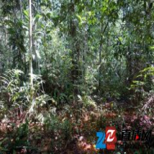 科学家在中非发现大规模泥炭沼泽，它应该被保护