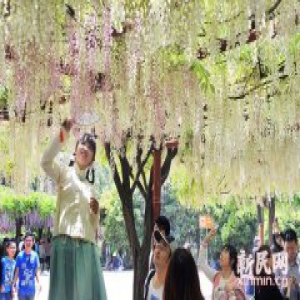 嘉定紫藤园20棵紫藤深夜被盗剪 专家心痛 市民赏花打折扣