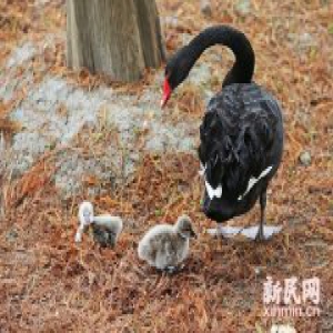 辰山植物园新年首窝2只黑天鹅宝宝出生