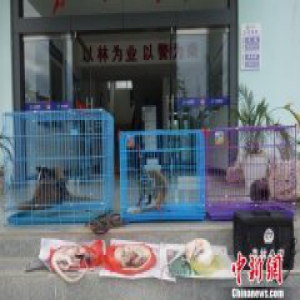云南一男子非法收购野生动物 准备为春节“加菜”被罚