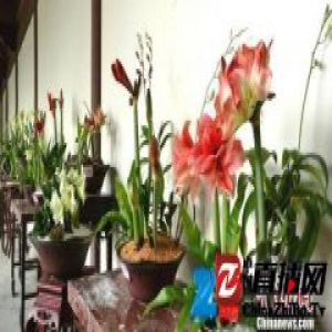 2017年西湖迎春花展开幕 “吉祥华胄”演绎春节序曲