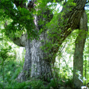 当橡木邂逅胡桃木 大卫地板绽放迷人色彩