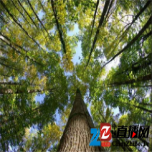 大卫地板|白蜡木·令人惊叹的神奇拼花艺术