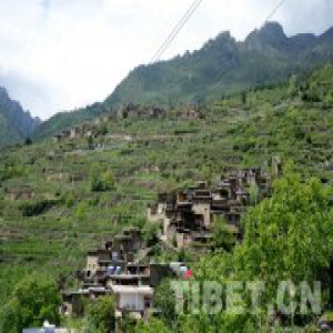 千年羌寨养蜂人