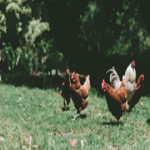 3年没花一分钱！白领夫妻辞职回乡，爆改祖屋过自足生活