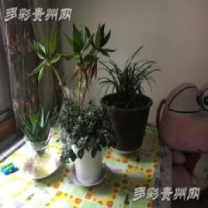 【新春走基层】社区新春暖心事