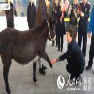 【网络媒体走转改】春晚“网红”毛驴返乡记