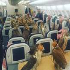 网友曝照：沙特王子带80只鹰坐飞机 场面相当惊人