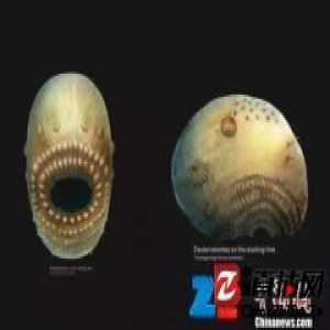 西北大学科研团队在陕西发现“微型人类远祖至亲”