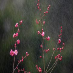 江苏各地的梅花悄然绽放