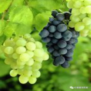 过完年了才恍然大悟，原来吐鲁番是这样的…