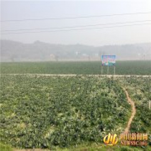 【网络媒体走转改】精准扶贫奏响“富民曲” 太子村民过上幸福年