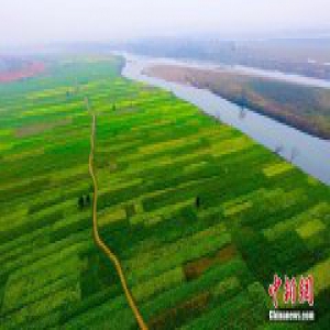 【网络媒体走转改】航拍江西新余乡村万亩油菜花绽放迎春