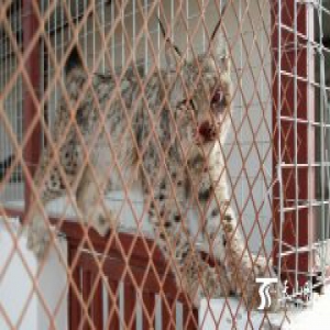 和静县林业局救护一只国家二级保护动物猞猁