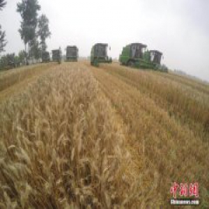 农业部：2017年种植业工作要做到“一稳四进”