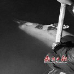 广东江门中华白海豚误入内河搁浅死亡(图)