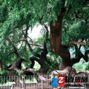 河北平泉500年小叶杨获封“树王” 被称“九龙蟠杨”