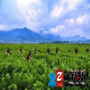 梦落在相思草上