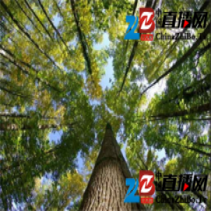 大卫地板 | 白蜡木·令人惊叹的神奇拼花艺术