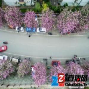 “紫荆花城”广西柳州将举办中西文化“双拼”系列活动